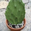 Live Cactus Plant with Pot - Easy Care Indoor/Outdoor Succulent - Image 1