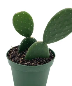 Live Cactus Plant with Pot - Easy Care Indoor/Outdoor Succulent - Image 3