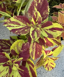 Live Coleus Plant – Colorful Foliage Houseplant – Choose Your Variety - Image 10