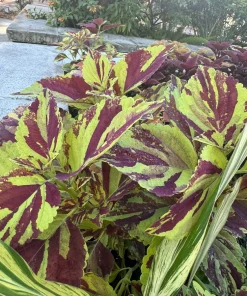 Live Coleus Plant – Colorful Foliage Houseplant – Choose Your Variety - Image 11