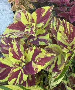Live Coleus Plant – Colorful Foliage Houseplant – Choose Your Variety - Image 12