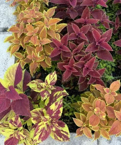 Live Coleus Plant – Colorful Foliage Houseplant – Choose Your Variety - Image 4