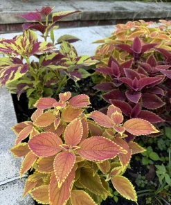 Live Coleus Plant – Colorful Foliage Houseplant – Choose Your Variety - Image 5