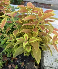 Live Coleus Plant – Colorful Foliage Houseplant – Choose Your Variety - Image 7