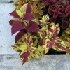 Live Coleus Plant – Colorful Foliage Houseplant – Choose Your Variety - Image 1