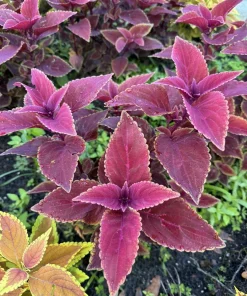 Live Coleus Plant – Colorful Foliage Houseplant – Choose Your Variety - Image 9