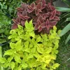 Live Coleus Plant – Colorful Foliage Houseplant – Shade Garden - Image 1