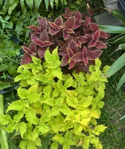 Live Coleus Plant – Colorful Foliage Houseplant – Shade Garden - Image 1