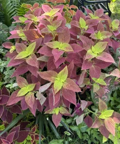 Live Coleus Plant - Colorful Painted Nettle Foliage for Shade Gardens - Image 4