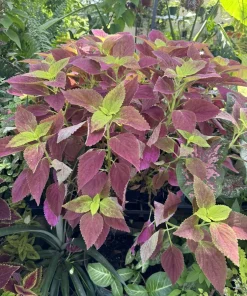 Live Coleus Plant - Colorful Painted Nettle Foliage for Shade Gardens - Image 5