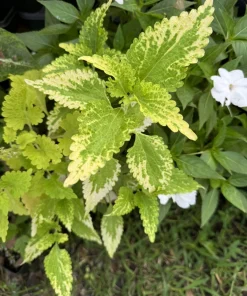 Live Coleus Plant - Colorful Painted Nettle Foliage for Shade Gardens - Image 6