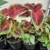 Live Coleus Plant - Colorful Painted Nettle Foliage - Shade Garden Houseplant - Image 1