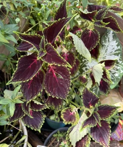 Live Coleus Plant - Colorful Painted Nettle Foliage for Shade Gardens - Image 7