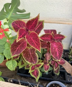 Live Coleus Plant - Colorful Painted Nettle Foliage for Shade Gardens - Image 8