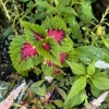 Live Coleus Plant - Colorful Painted Nettle Foliage for Shade Gardens - Image 1