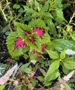 Live Coleus Plant - Colorful Painted Nettle Foliage for Shade Gardens - Image 1