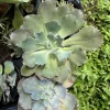 Live Echeveria Succulent Plant – Rooted Rosette – Potted Houseplant - Image 1