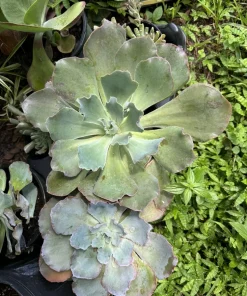 Live Echeveria Succulent Plant – Rooted Rosette – Potted Houseplant - Image 1