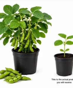 Live Edamame Soybean Plant – Heirloom Vegetable Starter – 3-5 Inches Tall – Outdoor - Image 2