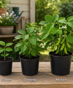 Live Edamame Soybean Plant – Heirloom Vegetable Starter – 3-5 Inches Tall – Outdoor - Image 3
