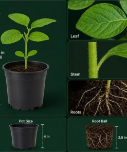 Live Edamame Soybean Plant – Heirloom Vegetable Starter – 3-5 Inches Tall – Outdoor - Image 4