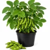 Live Edamame Soybean Plant – Heirloom Vegetable Starter – 3-5 Inches Tall – Outdoor - Image 1