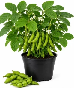 Live Edamame Soybean Plant – Heirloom Vegetable Starter – 3-5 Inches Tall – Outdoor - Image 1