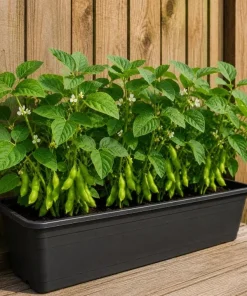 Live Edamame Soybean Plant – Heirloom Vegetable Starter – 3-5 Inches Tall – Outdoor - Image 5