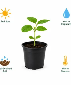 Live Edamame Soybean Plant – Heirloom Vegetable Starter – 3-5 Inches Tall – Outdoor - Image 7