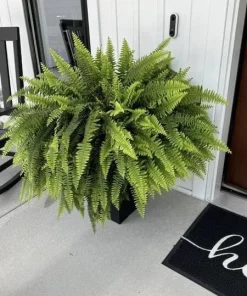 Live Fern Hanging Basket – Lush Indoor Outdoor Fern Houseplant – Potted Plant - Image 1