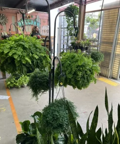 Live Fern Plant, Easy Care Indoor Outdoor Fern Houseplant in Nursery Pot - Image 2