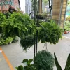 Live Fern Plant, Easy Care Indoor Outdoor Fern Houseplant in Nursery Pot - Image 1