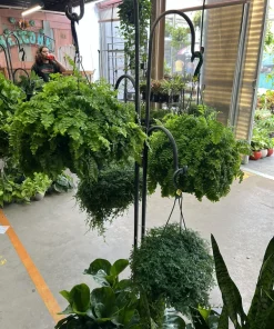 Live Fern Plant, Easy Care Indoor Outdoor Fern Houseplant in Nursery Pot - Image 1