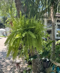 Live Fern Plant - Easy Care Indoor Outdoor Houseplant - Image 2