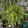 Live Fern Plant - Easy Care Indoor Outdoor Houseplant - Image 1