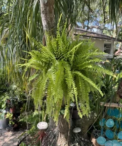 Live Fern Plant - Easy Care Indoor Outdoor Houseplant - Image 1