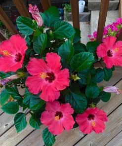 Live Hibiscus Plant – Choose Flower Color – Tropical Garden Shrub - Image 3