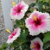 Live Hibiscus Plant – Choose Flower Color – Tropical Garden Shrub - Image 1