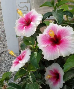 Live Hibiscus Plant – Choose Flower Color – Tropical Garden Shrub - Image 1