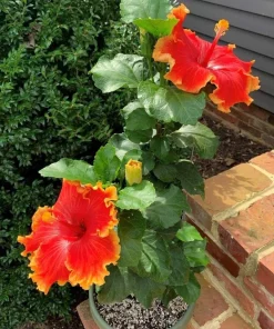 Live Hibiscus Plant – Choose Flower Color – Tropical Garden Shrub - Image 4