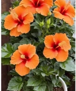 Live Hibiscus Plant – Choose Flower Color – Tropical Garden Shrub - Image 5