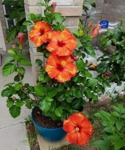 Live Hibiscus Plant – Choose Flower Color – Tropical Garden Shrub - Image 6