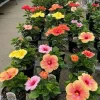 Live Hibiscus Plant – Tropical Flowering Shrub – Outdoor Garden & Patio - Image 1