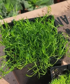 Live Moss Collection – Scotch, Irish, & Gnarled Cushion Moss – 3.5in Pots – Indoor/Outdoor Groundcover - Image 2
