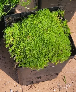 Live Moss Collection – Scotch, Irish, & Gnarled Cushion Moss – 3.5in Pots – Indoor/Outdoor Groundcover - Image 3