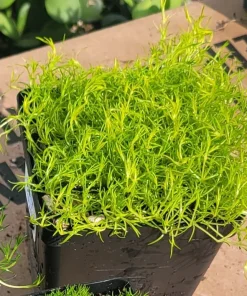Live Moss Collection – Scotch, Irish, & Gnarled Cushion Moss – 3.5in Pots – Indoor/Outdoor Groundcover - Image 4
