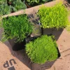 Live Moss Collection – Scotch, Irish, & Gnarled Cushion Moss – 3.5in Pots – Indoor/Outdoor Groundcover - Image 1