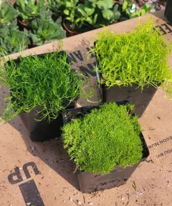 Live Moss Collection – Scotch, Irish, & Gnarled Cushion Moss – 3.5in Pots – Indoor/Outdoor Groundcover - Image 1