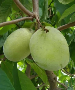 Live Paw Paw Tree Asimina Triloba Plant – Hardy Banana Tree – 6-14 Inches Tall, Quart Pot - Image 3