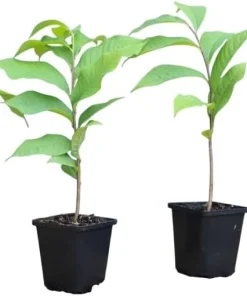 Live Paw Paw Tree Asimina Triloba Plant – Hardy Banana Tree – 6-14 Inches Tall, Quart Pot - Image 4